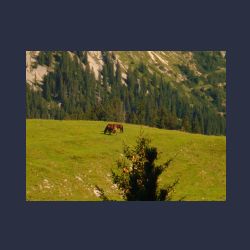 2012-08-29_04Wiesenbauer_Moosenalm (039)_Pferde.JPG